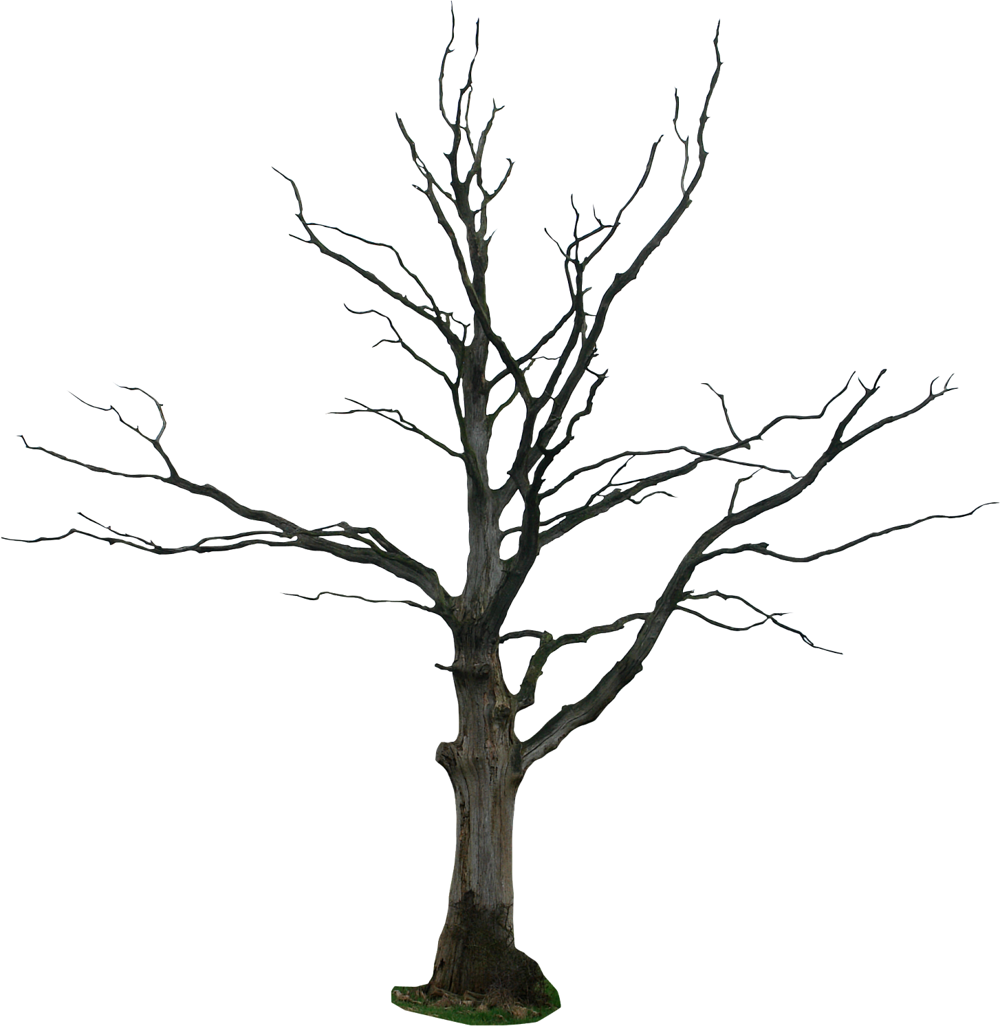 Cartoon Dead Tree - Owl And The Wolf (1500x1500)