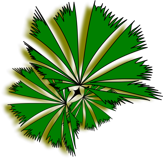 Palm Raphis 01a - Palm Tree Top View Clipart (800x800)