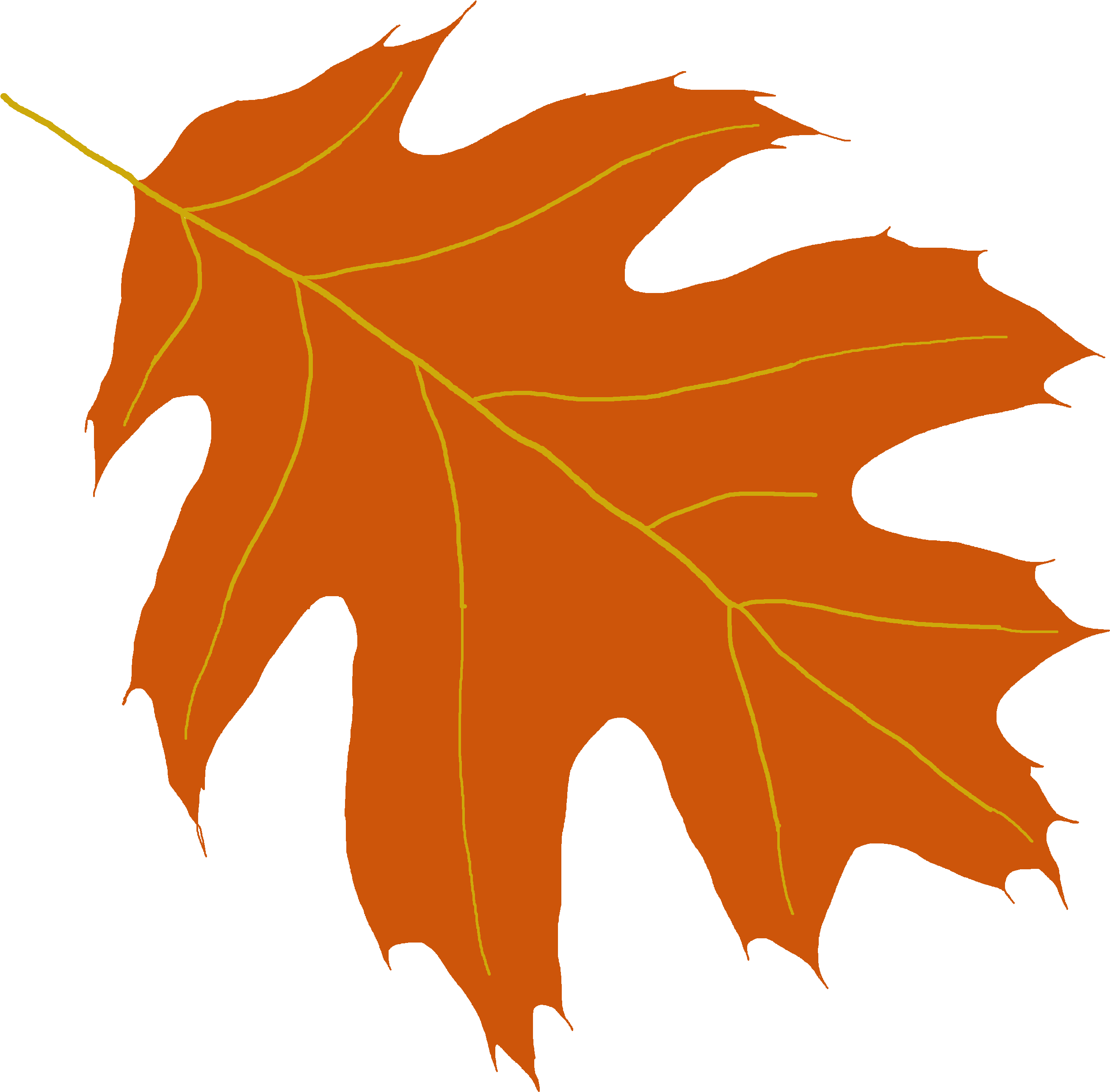Oak Tree Leaf Clipart - Brown County, Wisconsin (4608x3456)