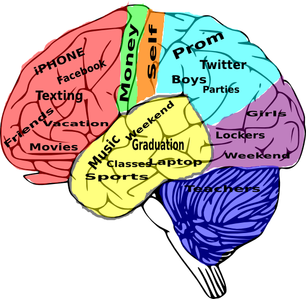 School In The Brain (600x585)