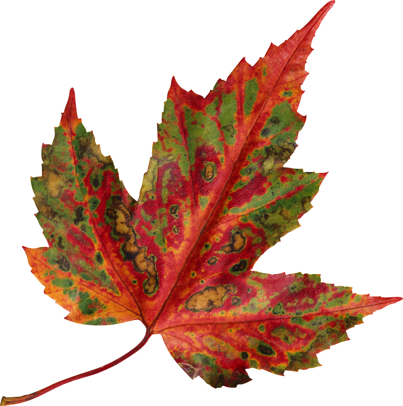 Leaf Format - Managing Project Delivery: Maintaining Control And (1588x1600)
