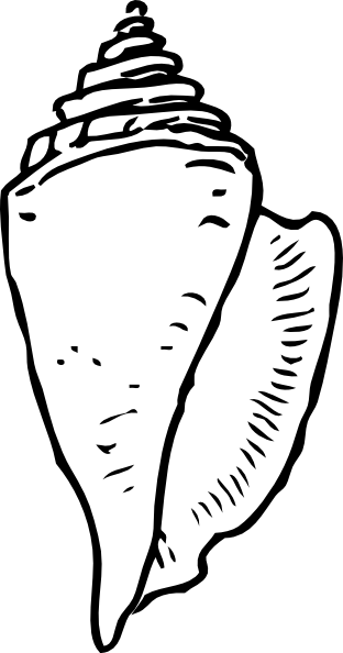 Sea Shell Black And White (312x594)