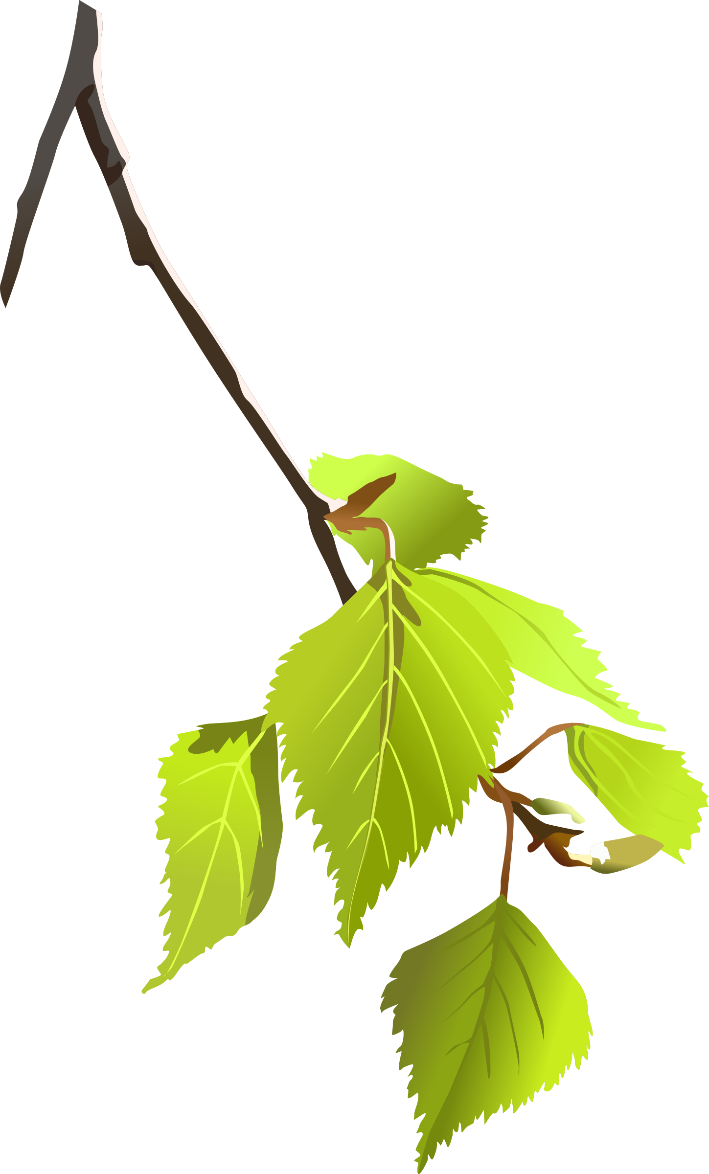 Birch Tree Branch Clipart - Tree Branch Vector Png (1449x2400)