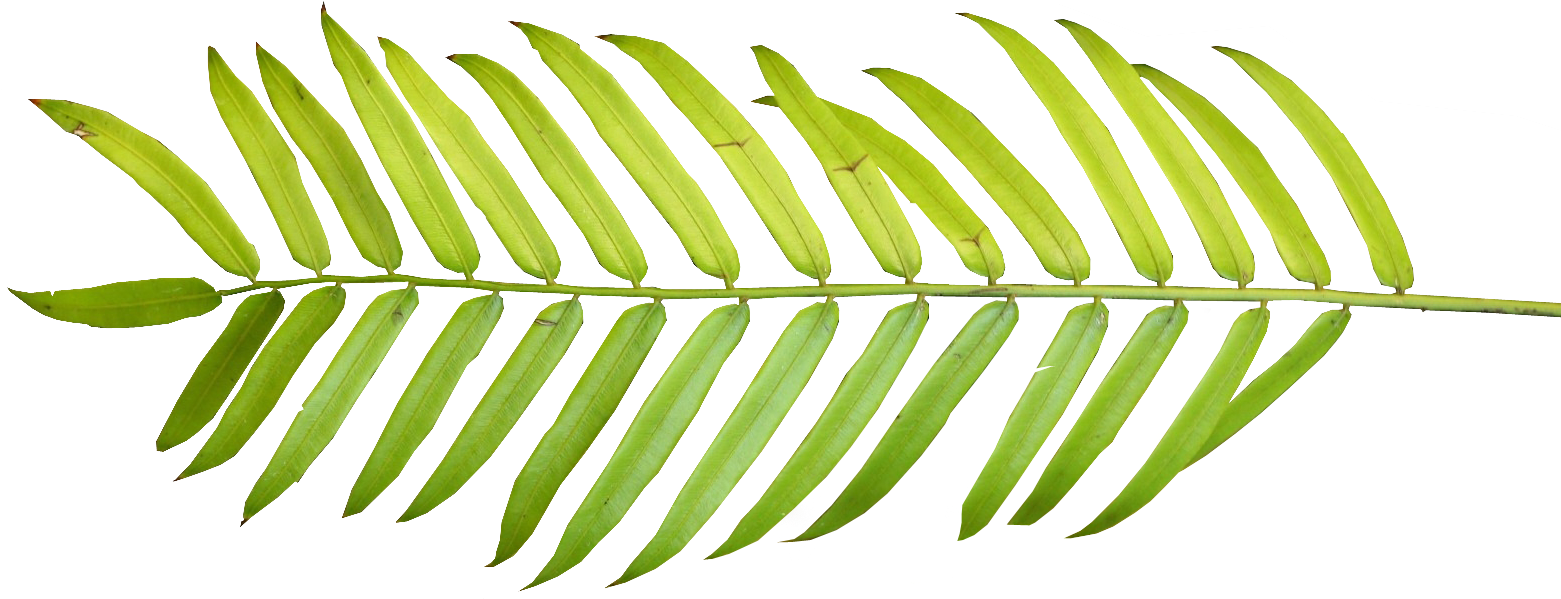 Palm Tree Leaf Clipart Collection - Tropical Palm Leaves Watercolor Png (1566x624)