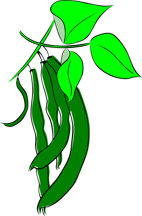 Cartoon Beans Growing (474x720)