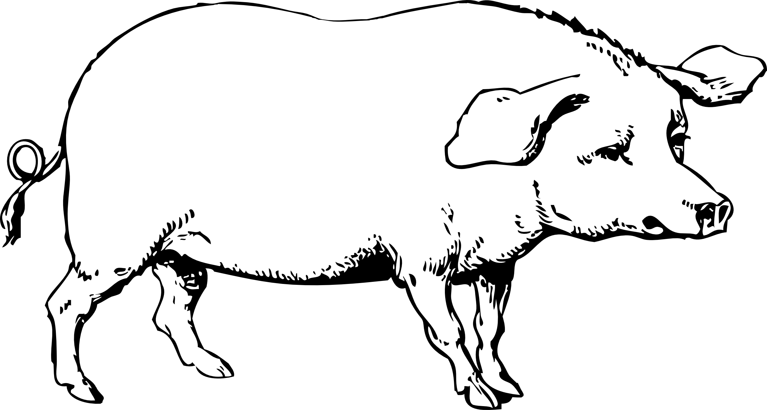 You Can Use These Free Pig Cliparts For Your Documents, - Pig Black And White (2555x1366)