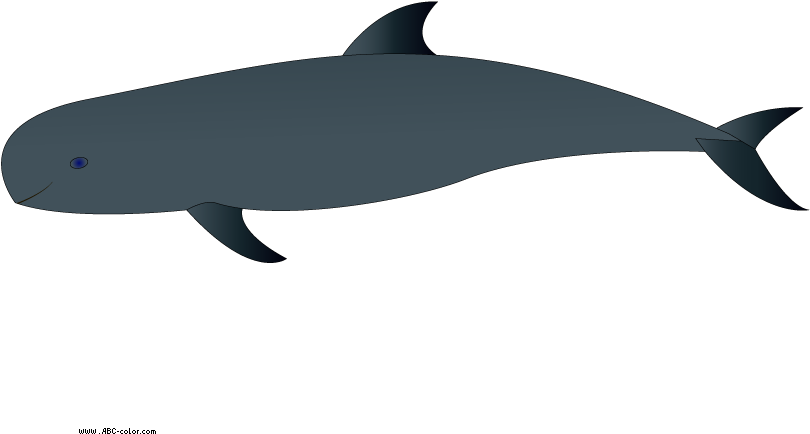 Holiday - Wholphin (822x567)