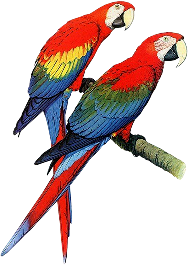 Download Parrot Png Transparent Images Transparent - Parrots Of The World Book (713x1000)