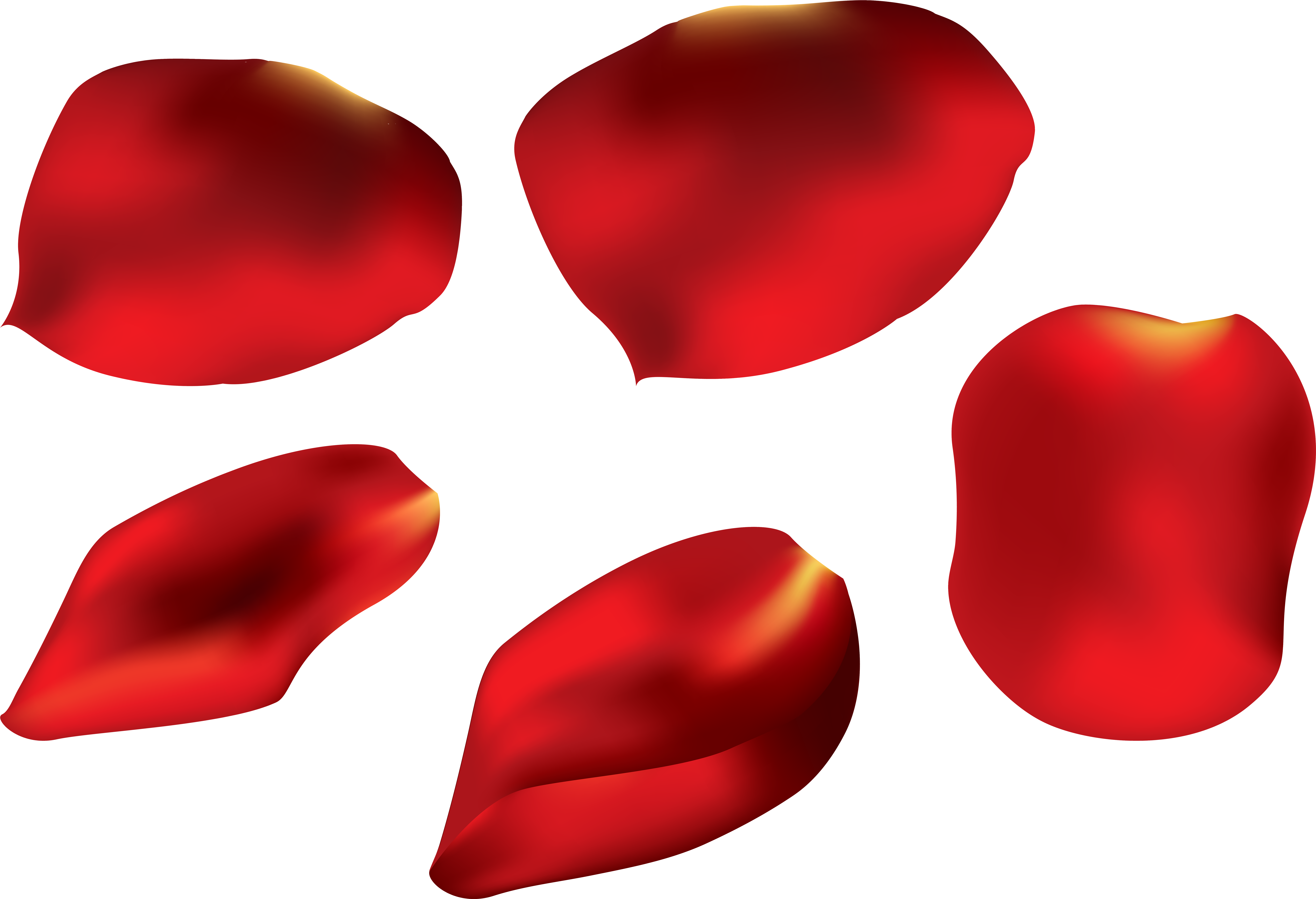 Rose Clipart Rose Petal - Red Rose Petals Png (8000x5521)