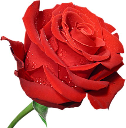 Free Rose Clipart Public Domain Flower Clip Art Images - Rose Clipart (428x434)