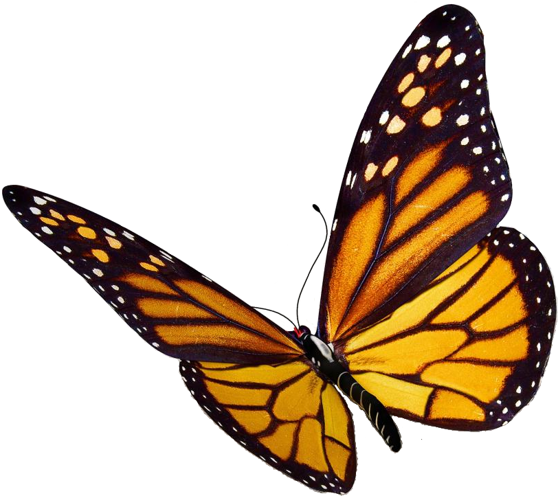 Monarch Butterfly Png Image - Monarch Butterfly Png (909x800)