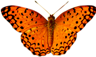 Hatching To Pupation - Phalanta (315x550)