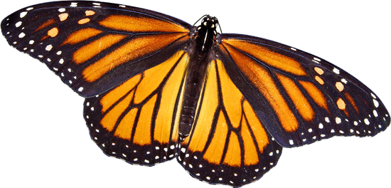 Closeup Of Monarch Butterlfy - Butterfly Park And Insect World Singapore (550x264)