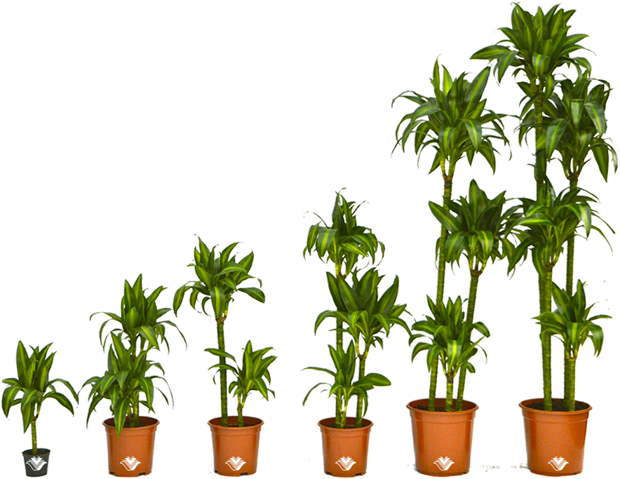 Canes - Houseplant (1024x768)