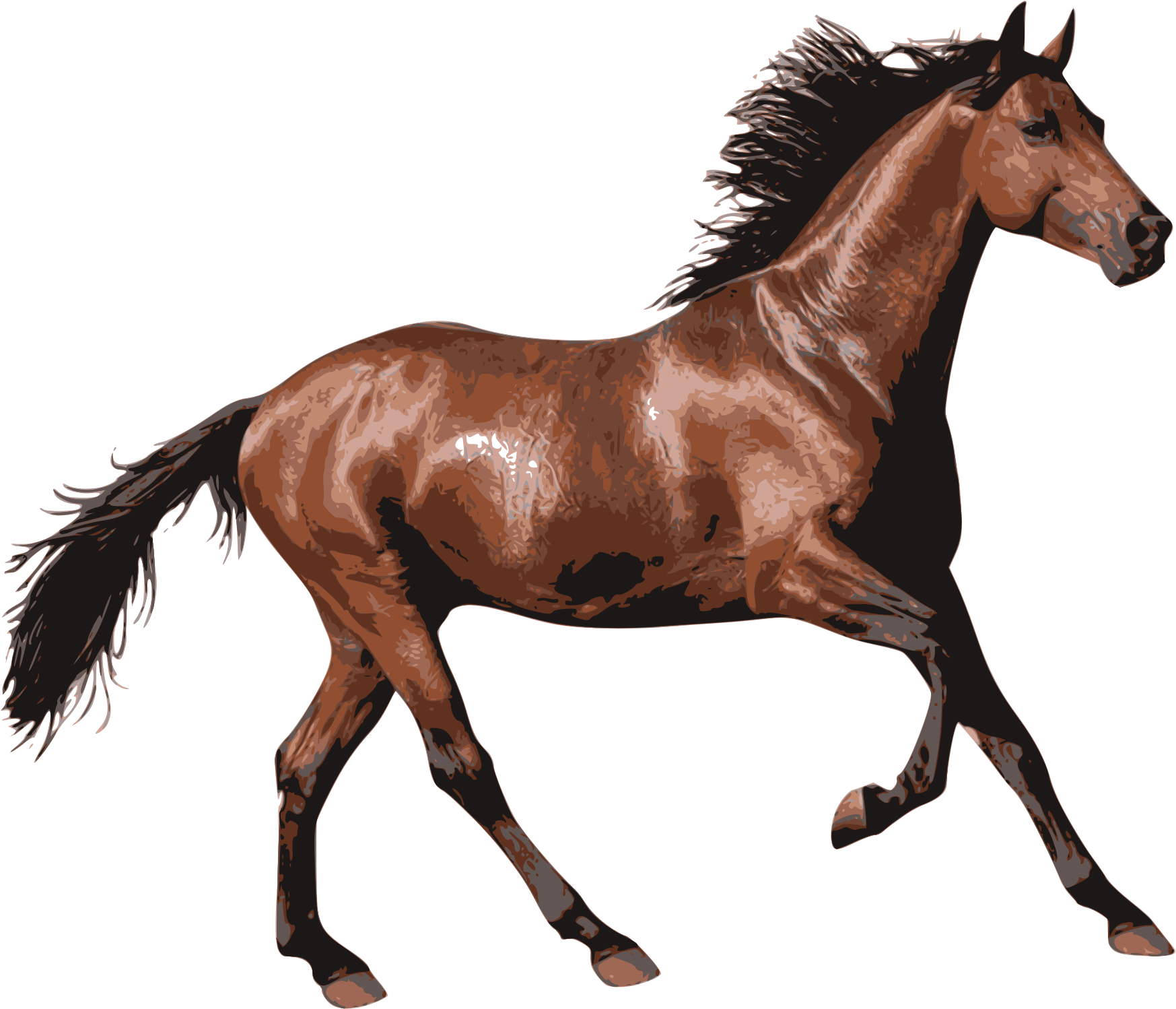 Caballo - Horse Transparent (2400x1697)