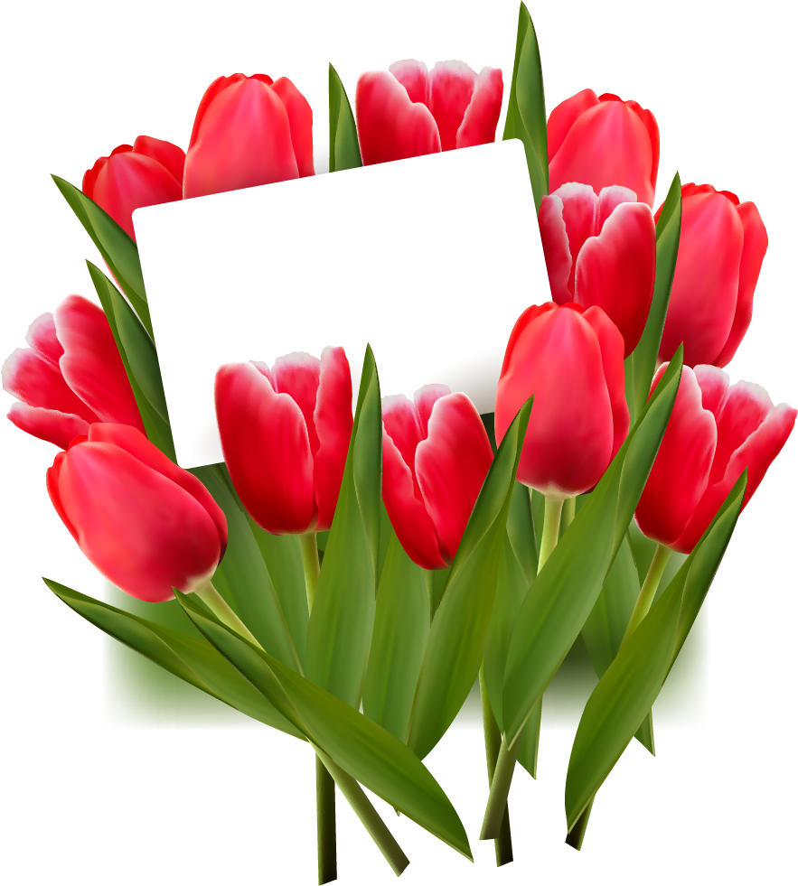 Tulips Png (883x981)