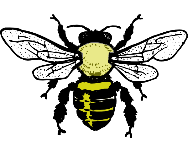 Little Bee Clip Art At Clker - Parts Of Honey Bee (600x481)