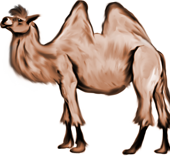 Cliff The Camel By Ukulelemoon - Bactrian Camel (651x596)
