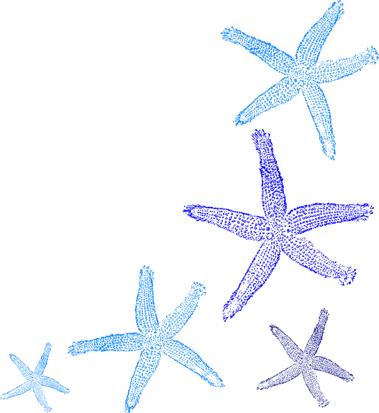 Starfish Border (546x595)