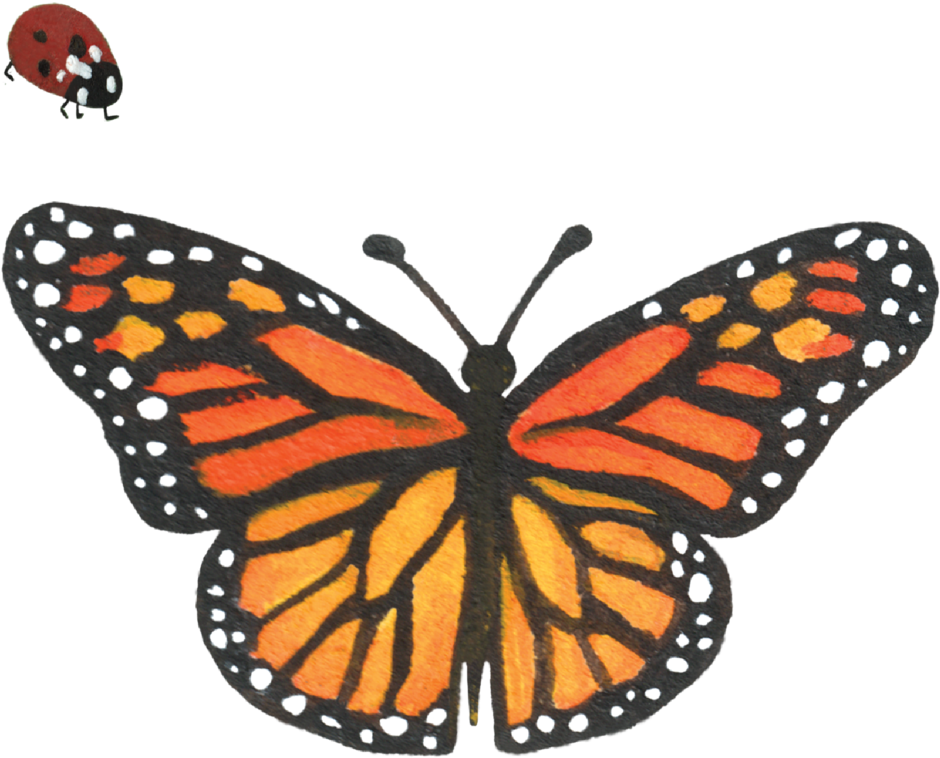 Graphics Ladybug & Butterfly - Graphics (1000x1000)