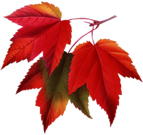 Red Maple Maple Leaf Clip Art - Red Maple Maple Leaf Clip Art (564x564)