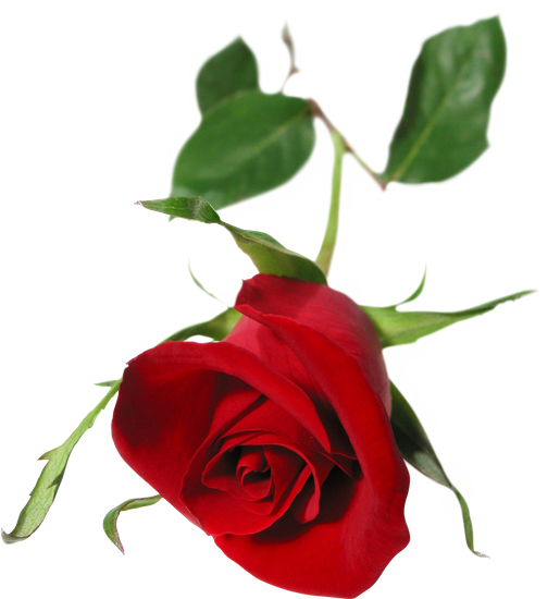 Red Rose - Single Red Rose (515x550)