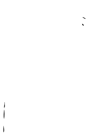 Calla Lily - Ibk Landskrona (384x594)