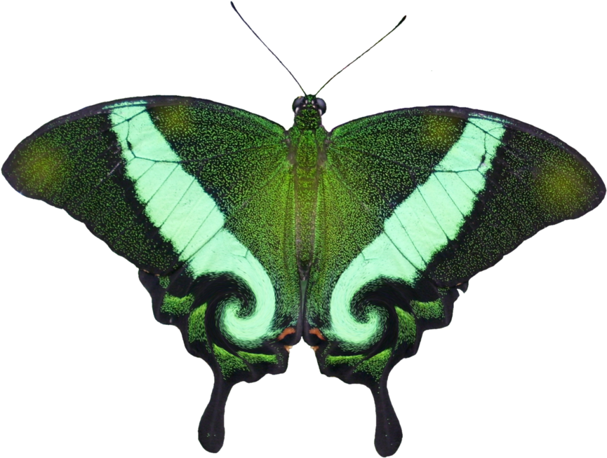 Clip Art - Papilio Palinurus (900x707)