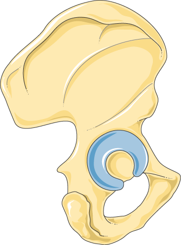 Bassin - Illustration (367x496)