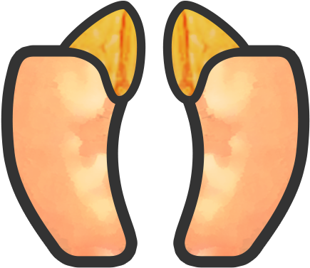 Pancreas- - Info Icon (500x500)