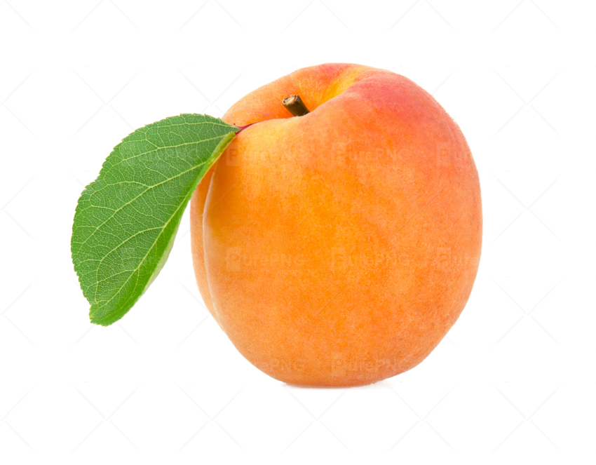 Apricot Png (850x663)