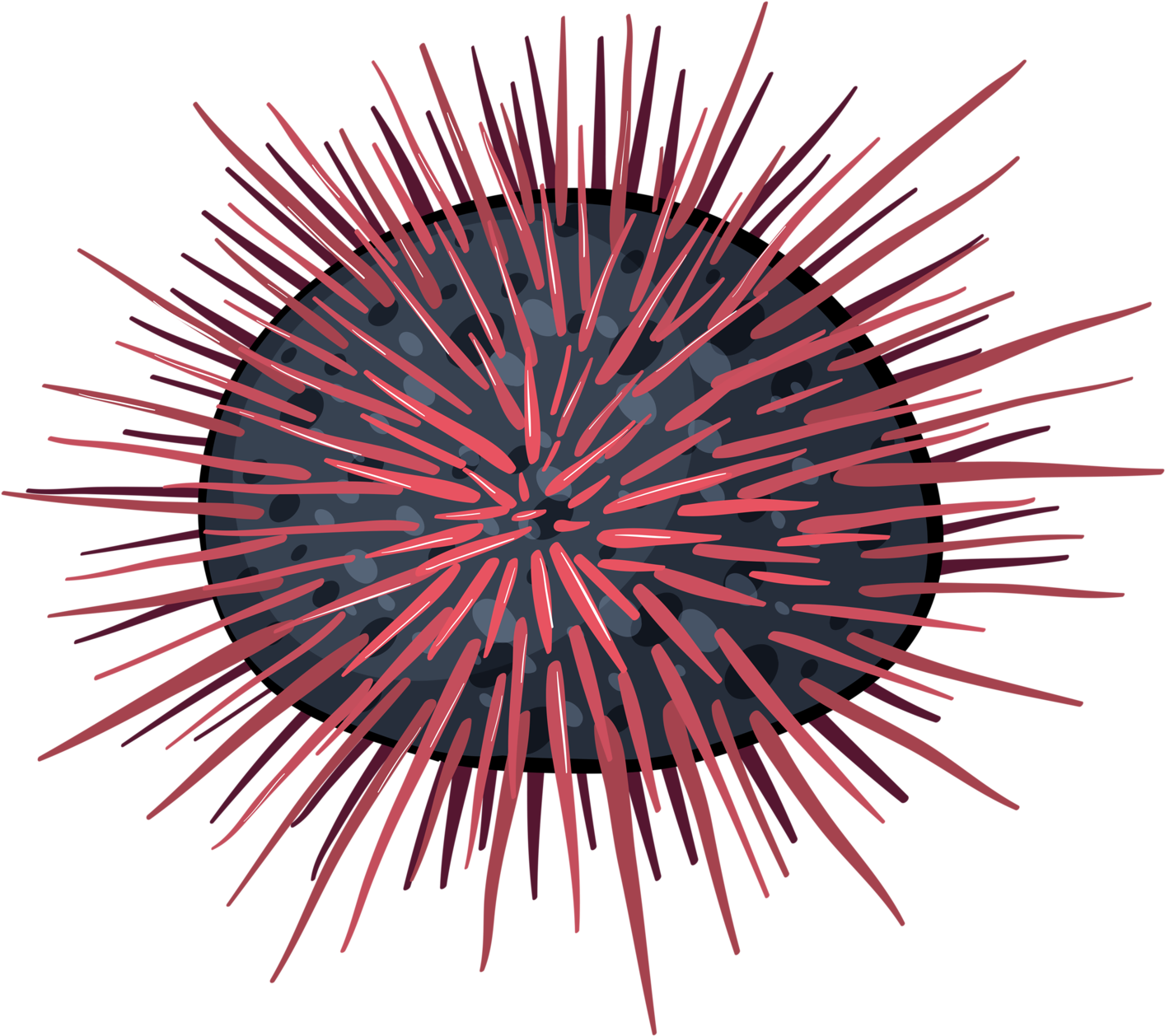 Яндекс - Фотки - Sea Urchin Clipart (1600x1440)