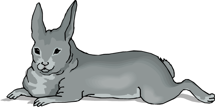 Gray Rabbit - Clip Art (750x373)