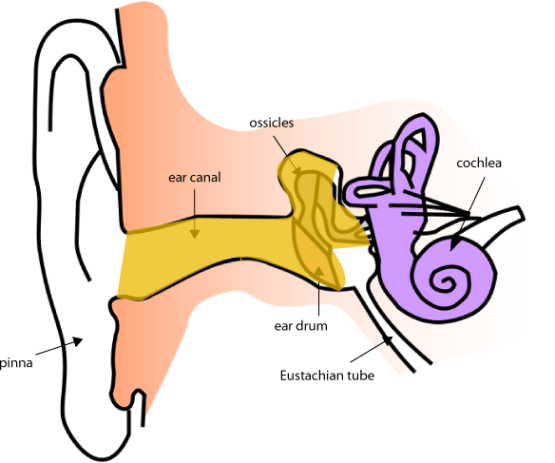 Conductive Hearing Loss - Sound Class 8 (555x463)