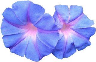 Blue (500x375)