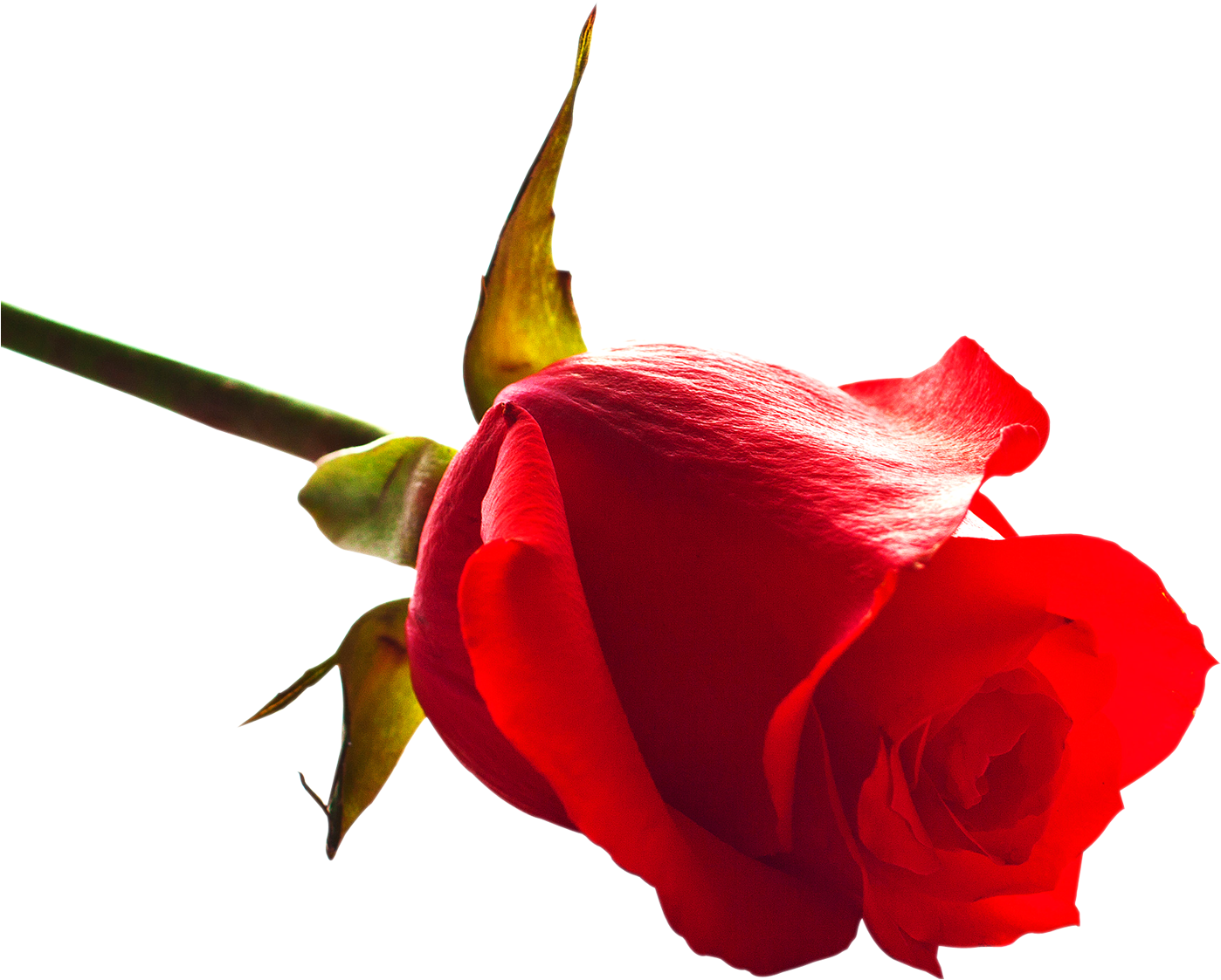 Rose - Png Rose (1420x1202)