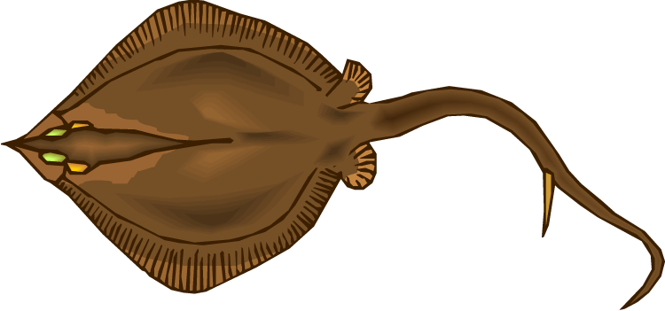 Stingray - Clipart Brown Stingray (750x351)