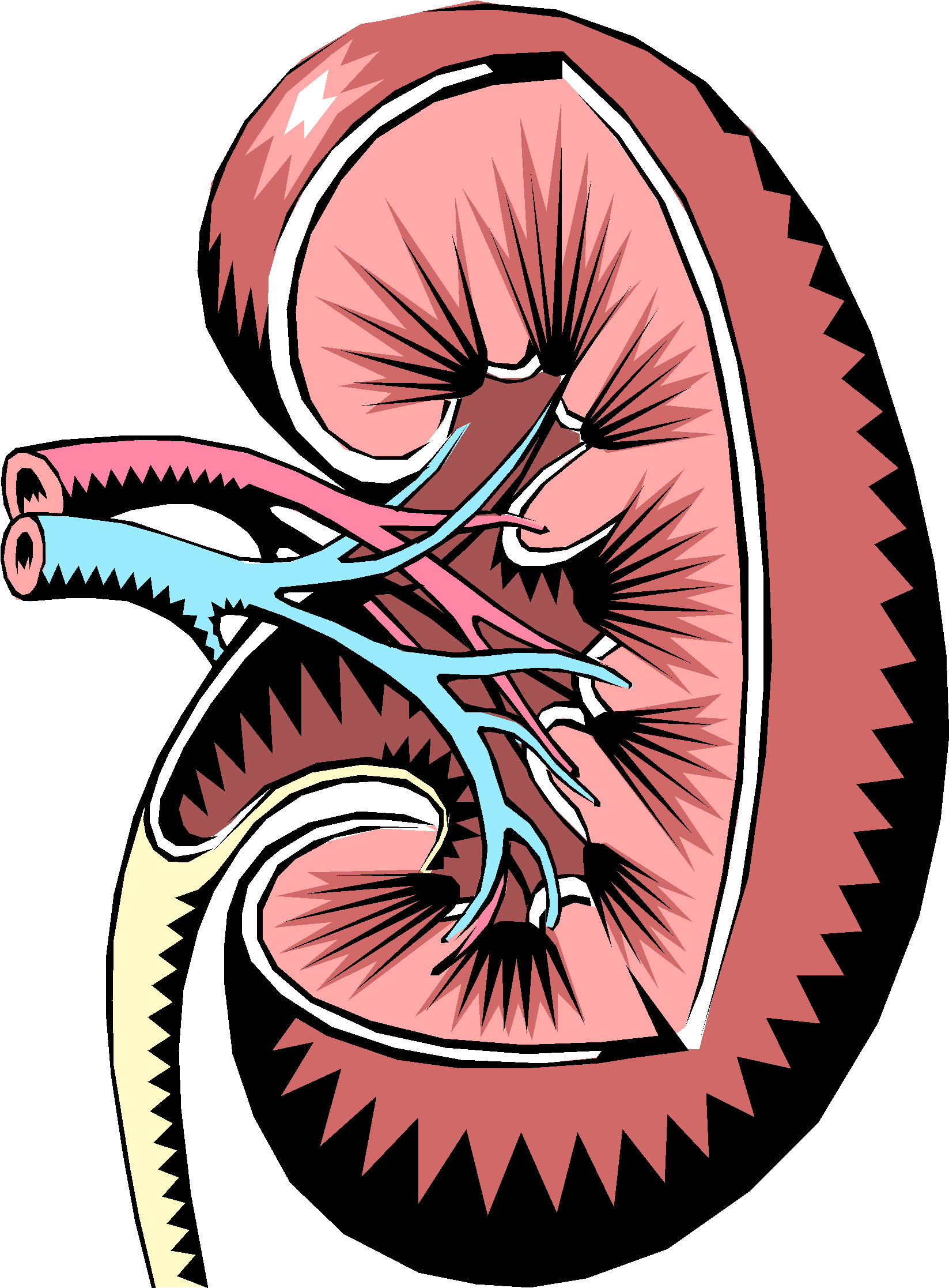 Endocrine Regulation - Hyperuricemia (1756x2367)