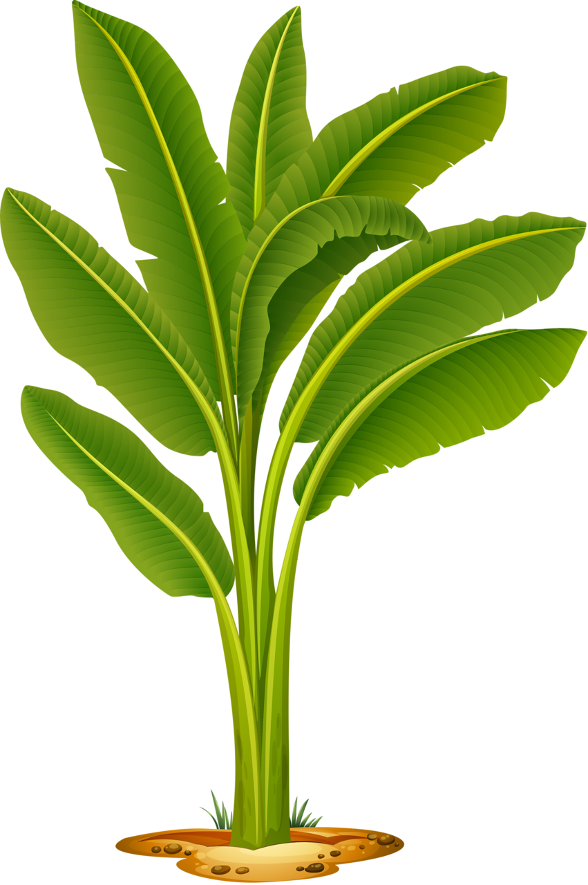 Яндекс - Фотки - Banana Tree Vector (851x1280)