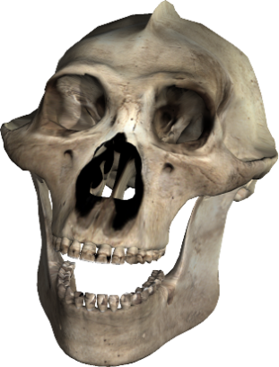 Skull-043 - Skull (311x409)