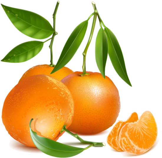 Fruits,tubes - Free Vector Clementine (600x593)