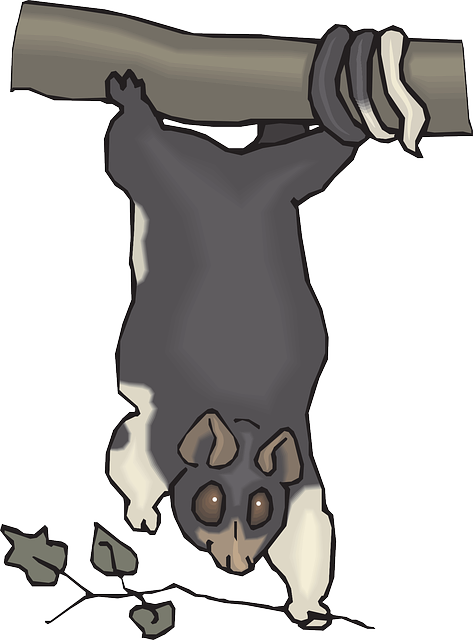 Hanging Leaf, Tree, Art, Animal, Hanging - Cuscus (473x640)