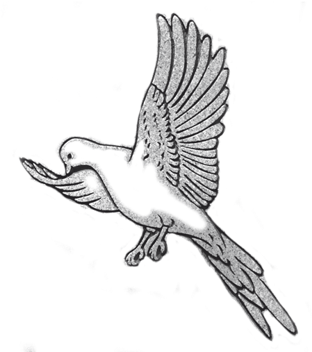 Loggerhead Shrike (480x509)