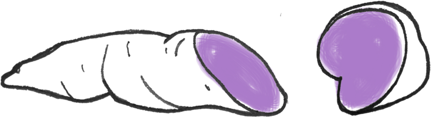 Timeline 2 Weeks - Ube Clipart (1000x332)