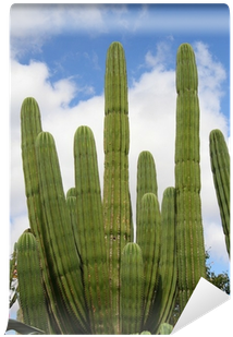 Hedgehog Cactus (400x400)