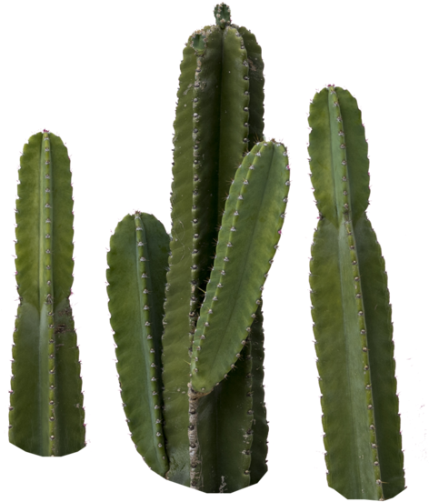 Share This Image - Cactus (483x600)