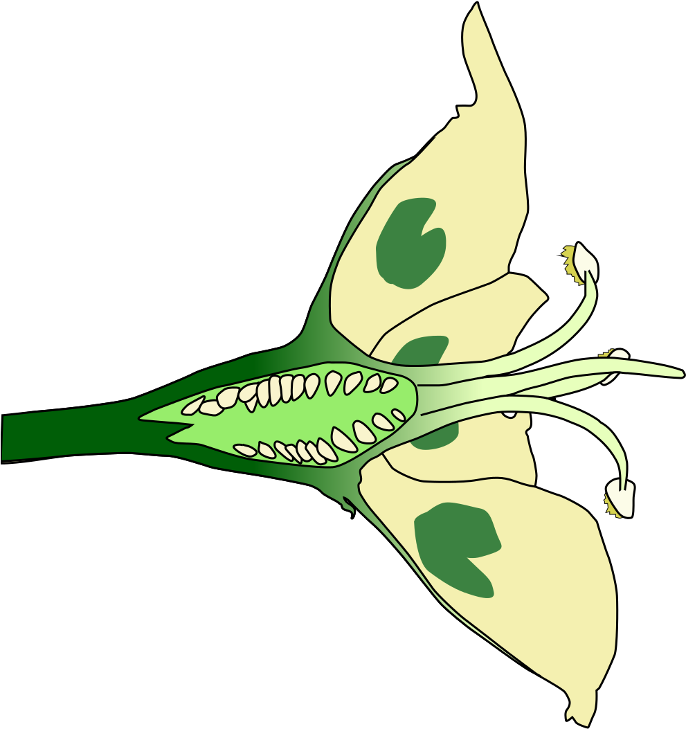 Open - Flower Cut In Half (1000x1074)