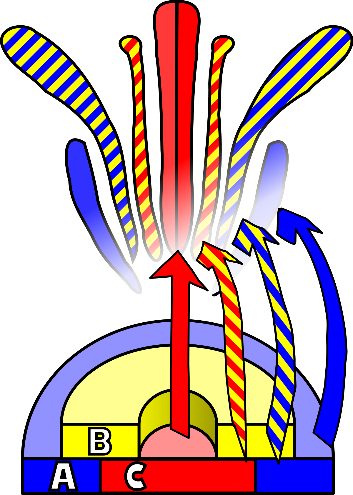 Superman Clipart Stamen - Abc Model Flower Development (1200x1683)