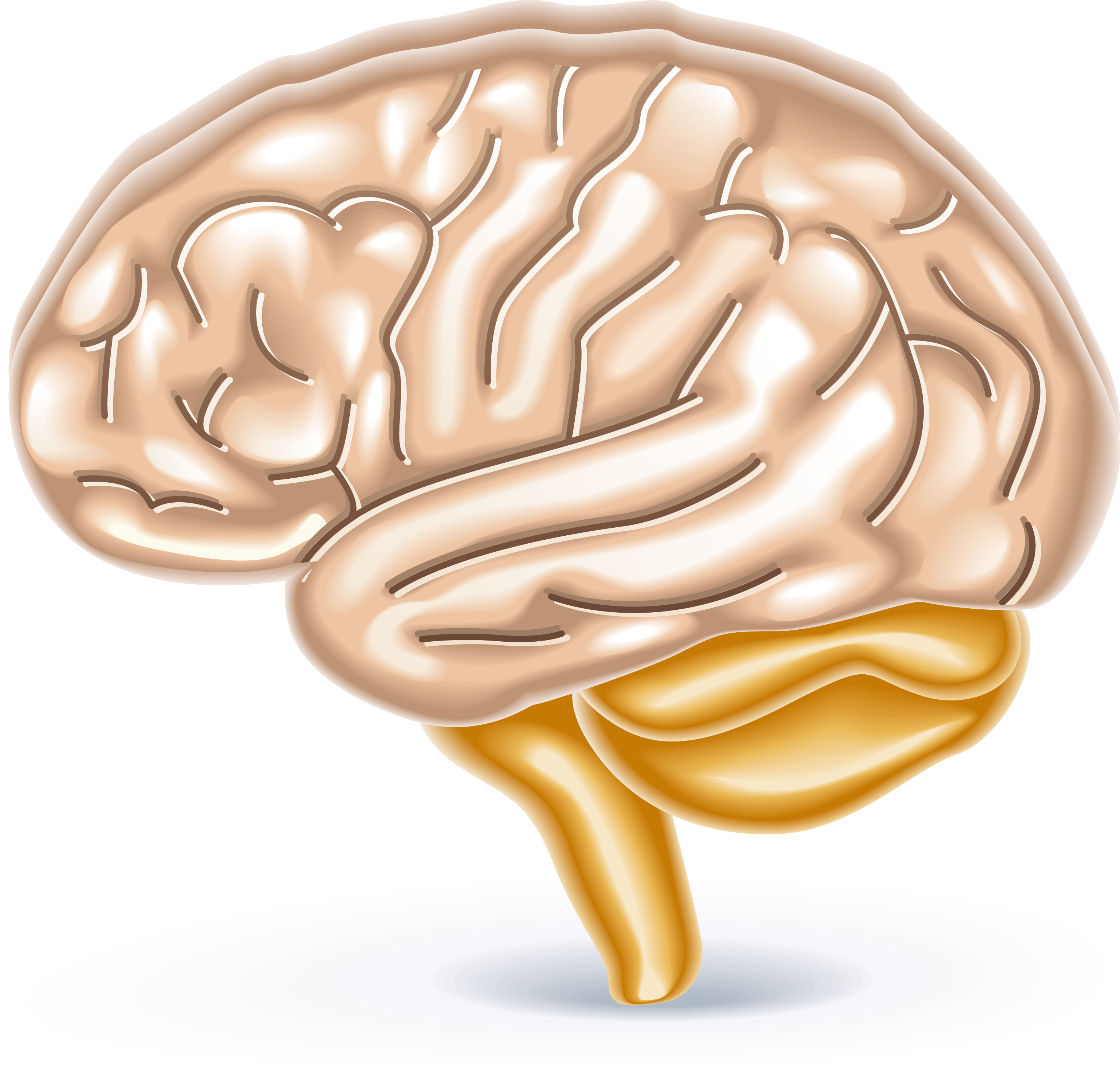 Brain Trainer Brain Games - Brain Trainer Brain Games (3087x2951)