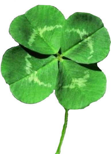 Four Leaf Clover - Four Leaf Clover (500x619)